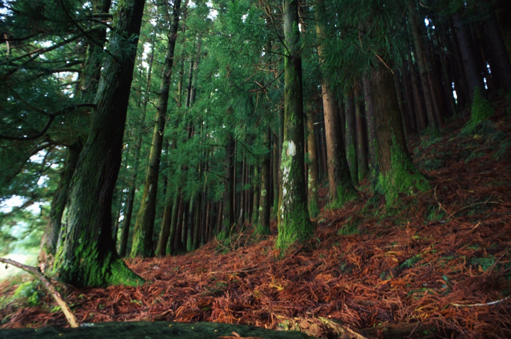 Cryptomeria forest in Faial