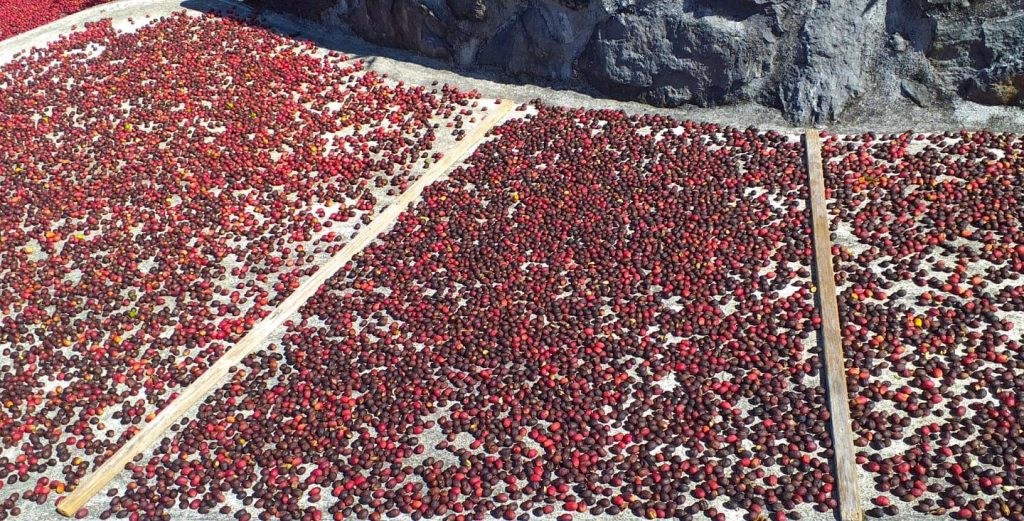 Café Nunes, São Jorge - Azores - Coffee beans drying