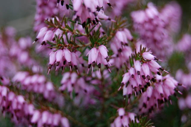 erica Terceira Açores