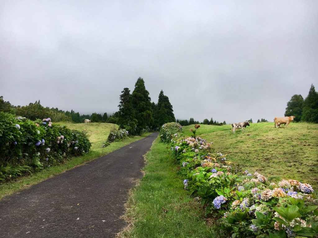 Ortensie Faial Azzorre