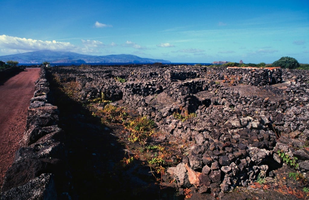 vineyards Pico Azores