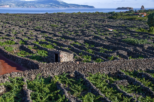 Vinha Património Mundial da Unesco - Pico - Açores