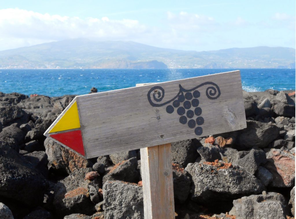 vineyards tour Pico Azores