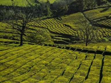 Gorreana Tea Plantation Azores