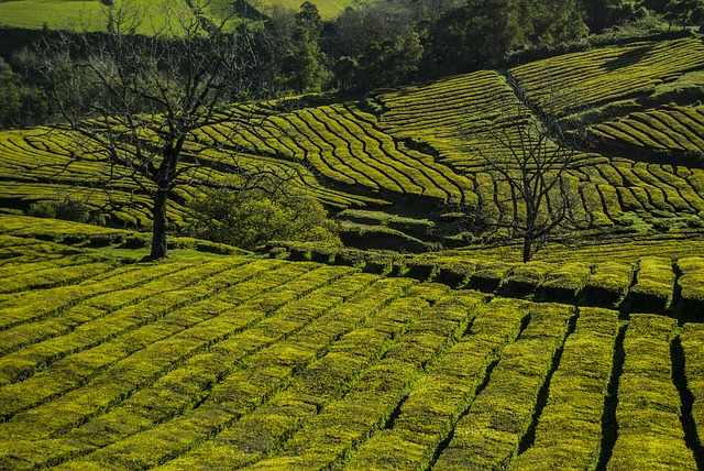 Plantação de Chá - São MIguel - Açores