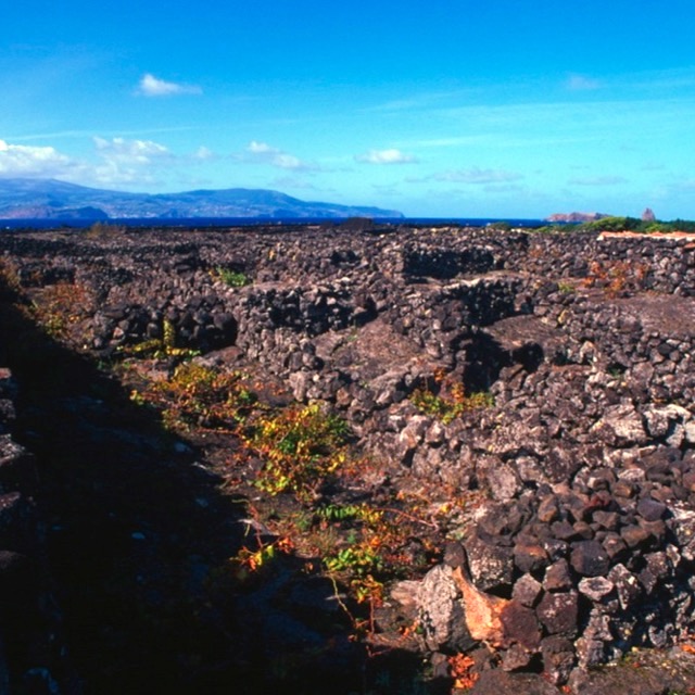 Pico Vineyards