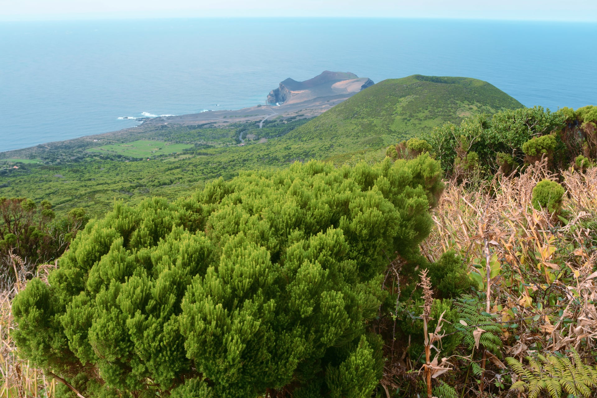 Faial Costa a Costa