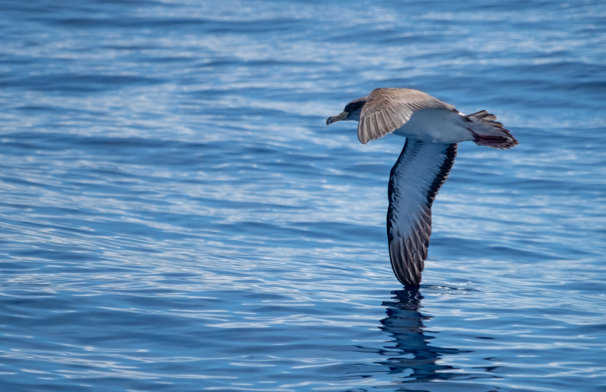 Sos Cagarro - save the Cory&rsquo;s Shearwaters! | Guide to the Azores