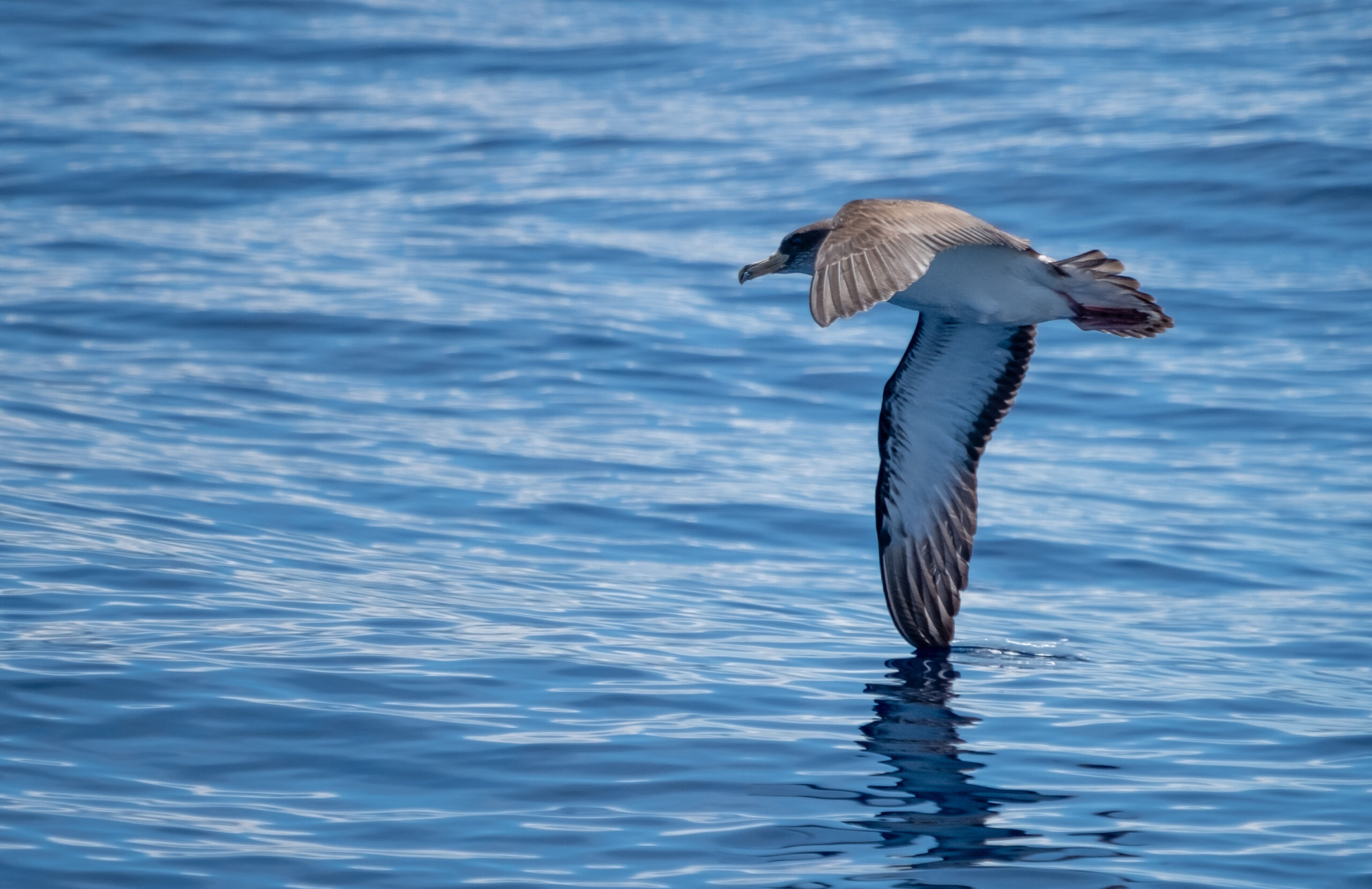 Cory's Shearwaters (Calonectris_borealis)