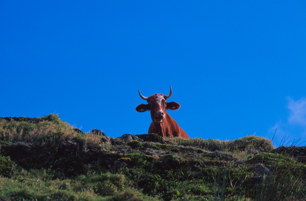 Azores - Rural