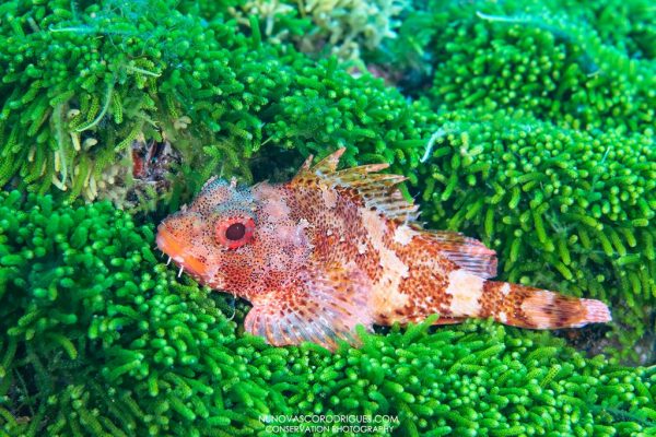 Norberto Diver - Guide to the Azores - Coastal Diving