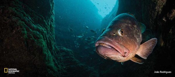 Norberto Diver - Guide to the Azores - Coastal Diving