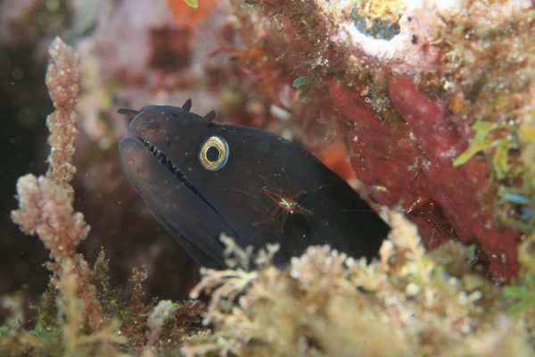 Norberto Diver - Guide to the Azores - Coastal Diving