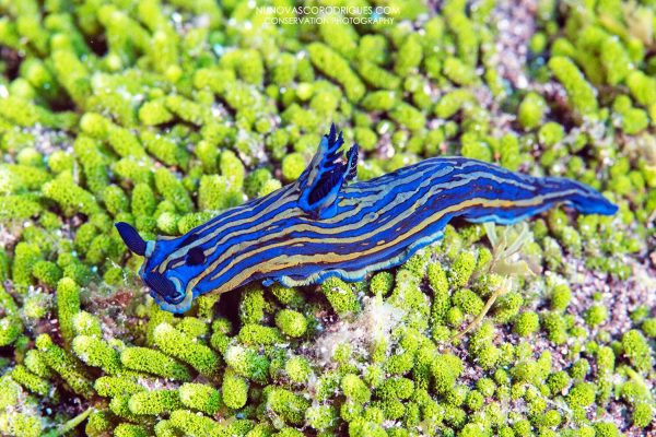 Norberto Diver - Guide to the Azores - Coastal Diving