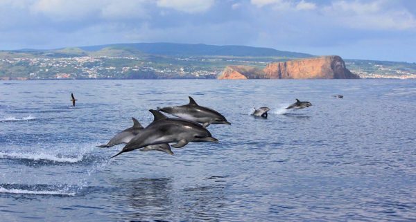 Ocean Emotion - Guida alle Azzorre - Osservazione di balene e delfini
