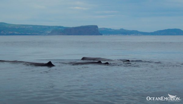 Ocean Emotion - Guida alle Azzorre - Osservazione di balene e delfini