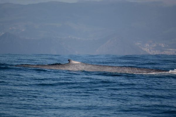 Ocean Emotion - Guida alle Azzorre - Avvistamento di balene e delfini