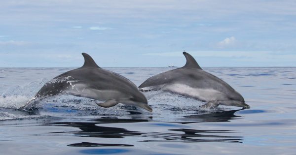 Ocean Emotion - Guida alle Azzorre - Avvistamento di balene e delfini