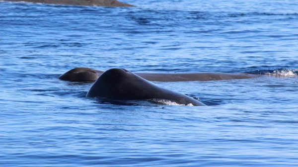 Ocean Emotion - Guida alle Azzorre - Avvistamento di balene e delfini
