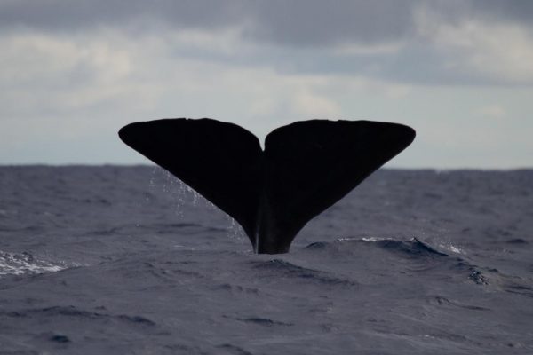 Azores Experience - Guia dos Açores Observação de Cetáceos Faial