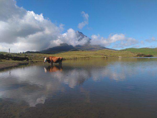 Tripix - Guia dos Açores - Excursão de dia inteiro ao Pico