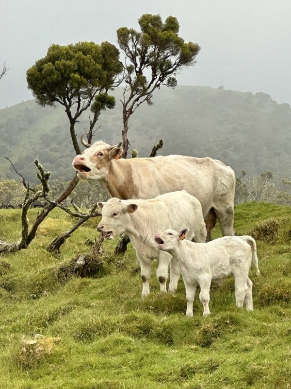 Full Day Tour of Pico - Hominis Natura - Guide to the Azores