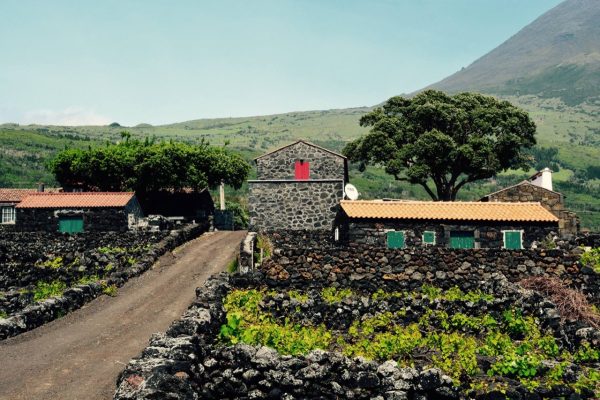 Excursão de dia inteiro ao Pico com prova de vinhos - Hominis Natura - Guia dos Açores