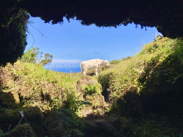 Tour di mezza giornata del vulcano Pico - Hominis Natura - Guida alle Azzorre