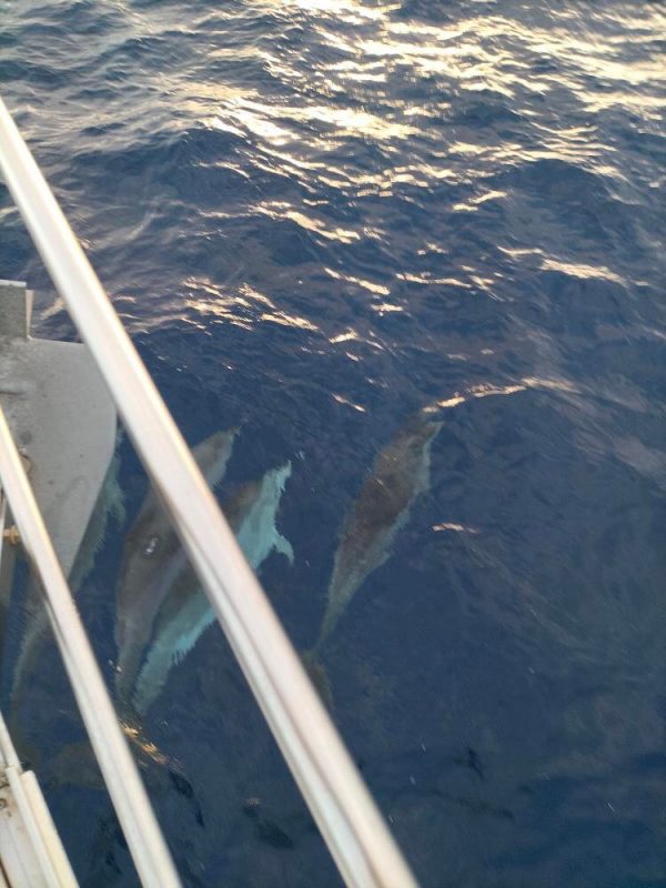 Escursioni in barca a vela - Mezza giornata in barca a vela privata - Sao Miguel - Guida delle Azzorre IX